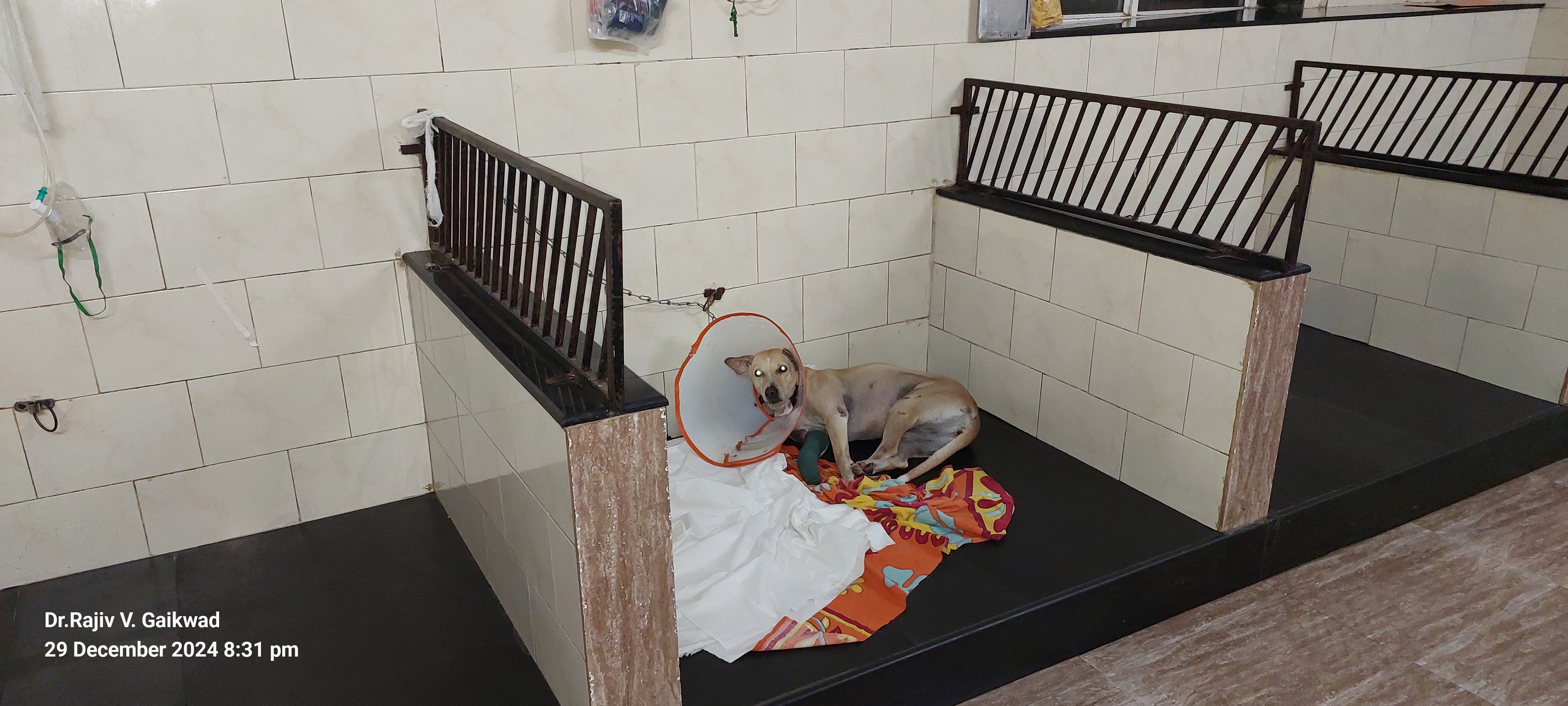 IPD Facility Dog